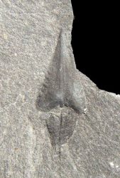 Lepidostrobophyllum hastatum